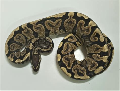 Image result for Spotnose Ball Python