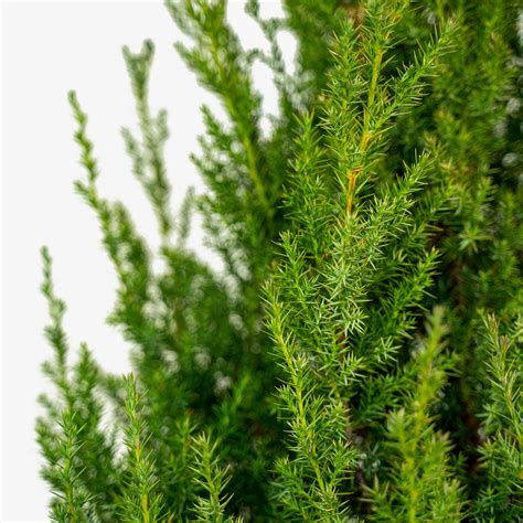 Star Power Juniper for Sale Online | The Tree Center