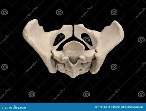 Pelvis, Human Skeleton, Female Pelvic Bone Anatomy, Hip, 3D Artwork, Bones Labeled Anatomy Top ...