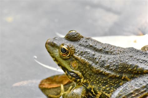 Image result for Spider Frog Amphibia