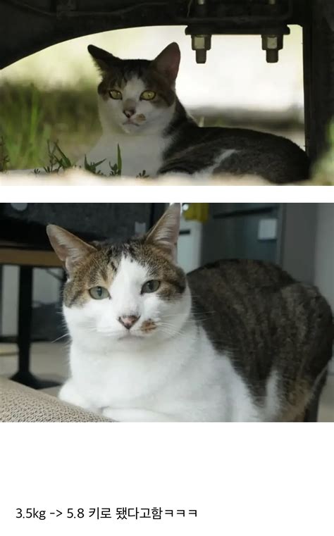 더쿠 - 유튜버 haha ha 고양이 무 살쪄서 뚱냥이된거 바로 체감되는 짤