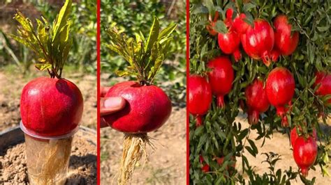 Pomegranate Tree Growing Tips 的图像结果