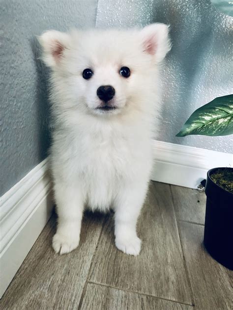 American Eskimo Dog Puppies For Sale | Lynwood, CA #304606