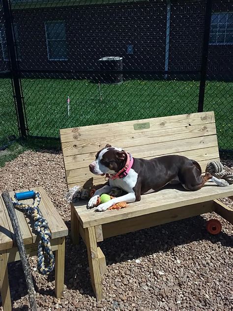 ‘Fur’ community’s sake: Humane Society for Boone County offers hope