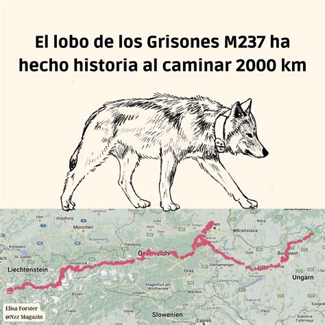 Proyecto Lobo: Voluntariado Censo Lobo Ibérico on Twitter: "¿Conocéis ...