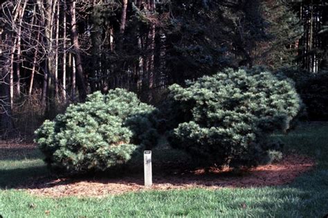 Pinus strobus f. nana - dwarf eastern white pine | The Dawes Arboretum