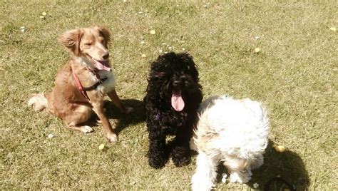 Image result for Flat Coat Cockapoo