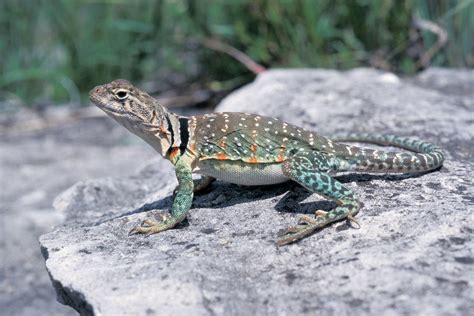Rezultat imagine pentru Collared Lizard