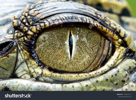 Crocodile Eye Texture