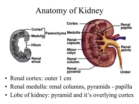 Urinary System Anatomy - ppt | PPT