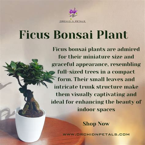 Ficus Bonsai Plant – Orchid N Petals