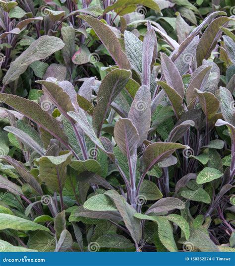 Purple Sage - Culinary Herb Stock Photo - Image of seasoning, herb ...