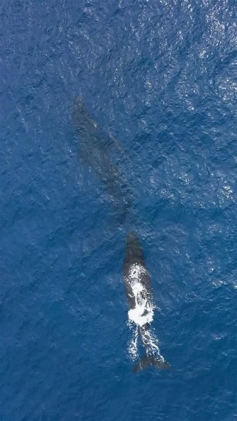 Image result for Blue Shell Song