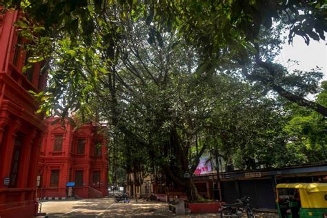 Bangalore is both a Garden City and a tree-less dystopia at the same time