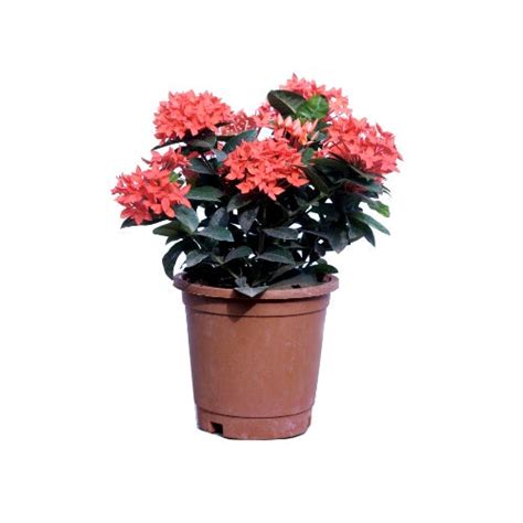 Buy Ixora Dwarf Orange Flower Plant online at best price