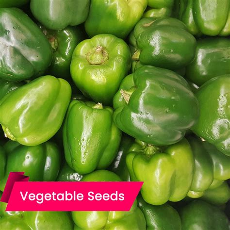 Capsicum Green – Mahaagrin