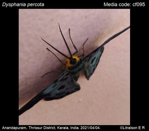 Dysphania percota (Swinhoe, 1891) - | Moths