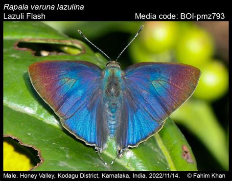 Rapala varuna (Horsfield, [1829]) - Indigo Flash | Butterfly