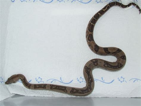 boa constrictor in Hamburg | Tiere | Kleinanzeigen