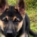 Buy German Shepherd Puppy Cross Stitch Pattern Pattern Keeper Online in ...