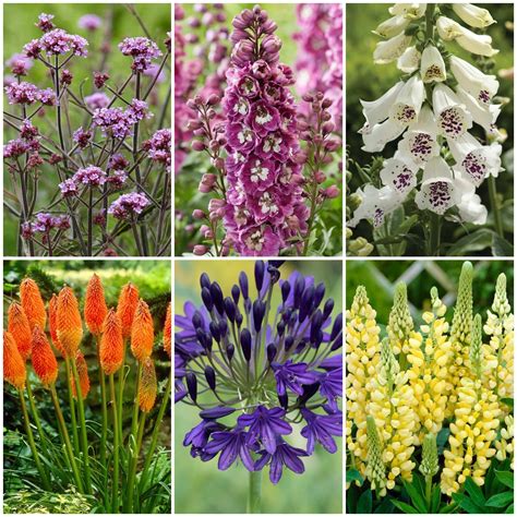 Very Tall Perennial Flowers Tall Perennials: High Impact Plants Grown