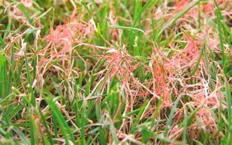 Image result for Red Thread Fungus Control