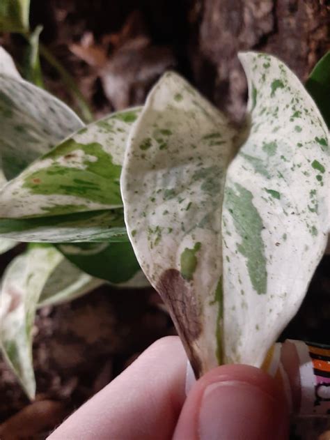 Image result for Python Code Pothos