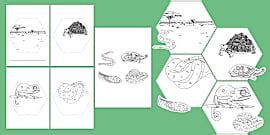 Reptiles: Colouring Pages (teacher made) - Twinkl
