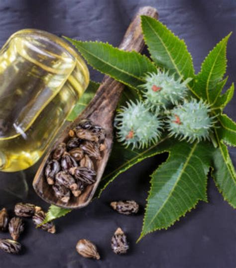 Image result for Sweet Tooth Castor