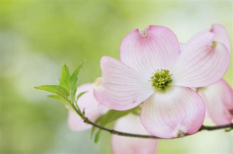 Flowering Dogwood Flower