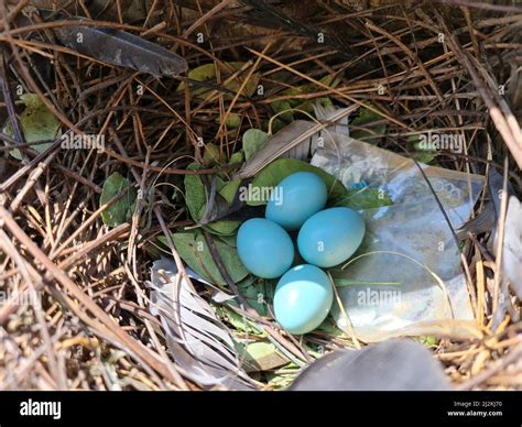 Myna eggs hi-res stock photography and images - Alamy