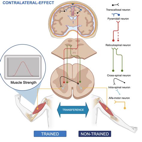 Image result for Contralateral Reflex Example