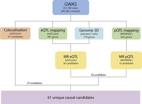 Genetic association and Mendelian randomization for hypothyroidism highlight immune molecular ...