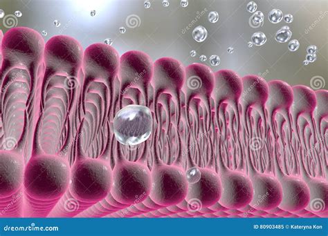 Image result for Cellular Diffusion