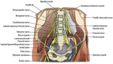 Pelvic Soreness Male