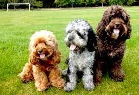 Image result for Mini Cockapoo Female Size