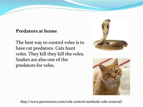 PPT - VOLE CONTROL METHODS FOR VOLE REMOVAL PowerPoint Presentation, free download - ID:7894527