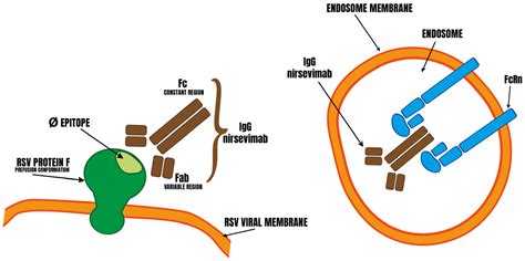 Analysis of Beyfortus® (Nirsevimab) Immunization Campaign ...