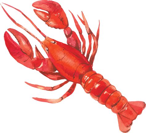 Lobster Image, Seafood Visual, Marine Creature Transparent PNG