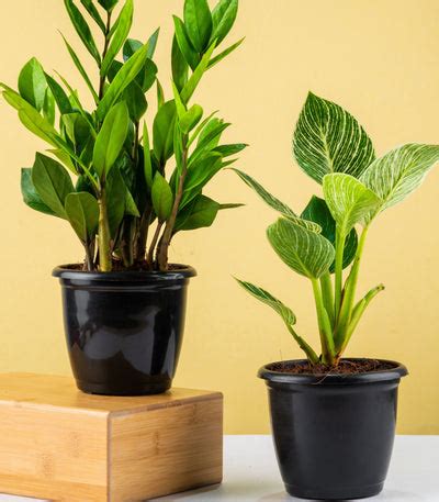 Air Purifying Plants | Buy Air Purifier Plants Online at Lowest Prices ...