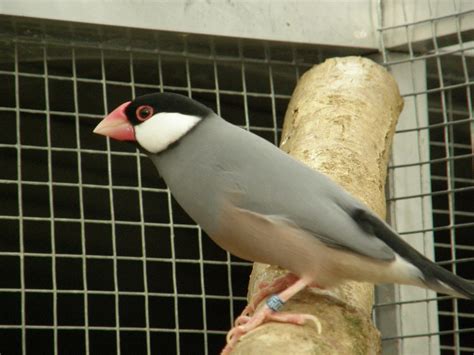 Image result for Elever Des Padda De Java