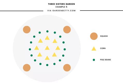 How to plant a three sisters garden the original companion plants – Artofit