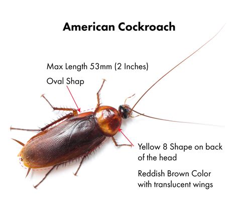 About Palmetto Bug – A palmetto bug survival guide