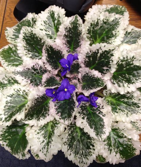African violet in bloom | African violets plants, African violets ...
