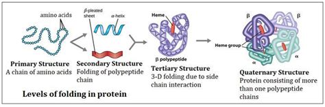 Different levels of structural organization of proteins - Brainly.in