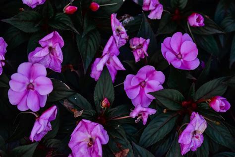 How to Grow and Care for New Guinea Impatiens Plant