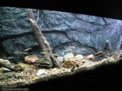 Image result for Native Fish Tank