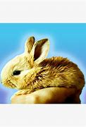 Image result for Cute Baby Bunny Names