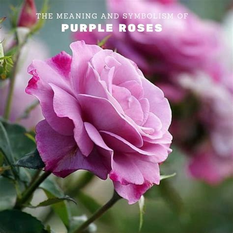 The Meaning And Symbolism Of Purple Roses | UrbanFlowers
