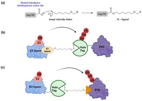 Cells | Special Issue : Roles and Mechanisms of Ubiquitin Ligases (E3 ...